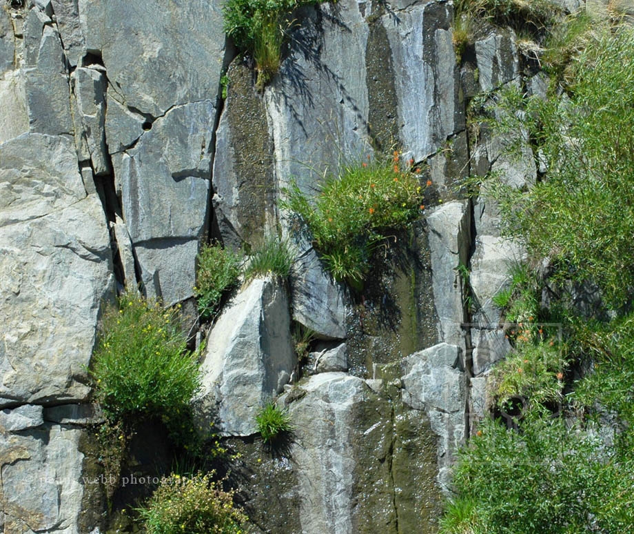 Yosemite_Wall_53_W_wm