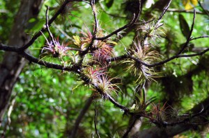 Air Plants in the Rain Forest