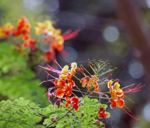 More Jungle Flowers