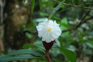 Tropical Flowers