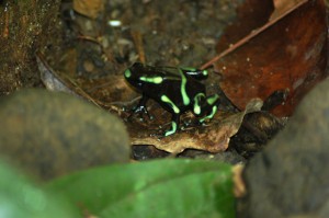 Poisonous Miniature Frog