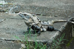 Iguana