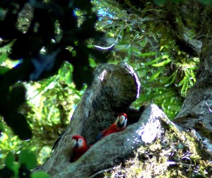 Five Ft. long Macaws.