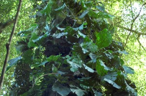 The Rain Forest
