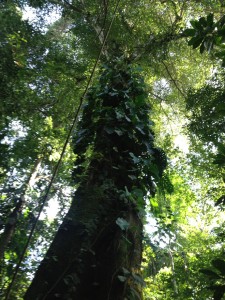 Rain forest Tree