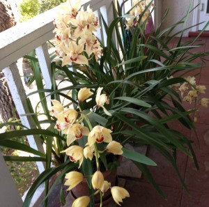 Orchids in bloom on my deck