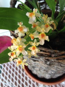 My Miniature Orchids on my Deck.