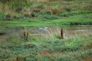 Heron in Sanctuary