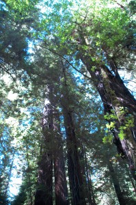 Light in the Redwoods