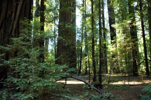 In the Redwood Forest.