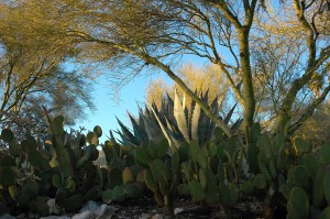 Front yard of the Arizona house.