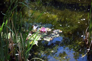 Water Lilies in Taos