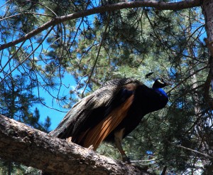 Peacock