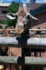 Giraffe at Cheyenne Mt. Zoo