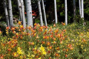 Columbines in Taos