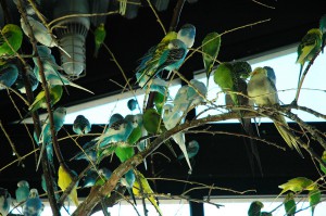 Parakeets