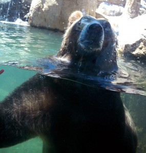 Swimming Bear