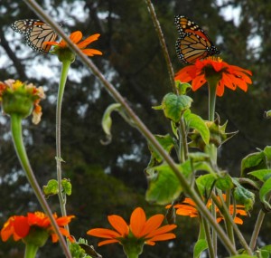 Butterflies everywhere!