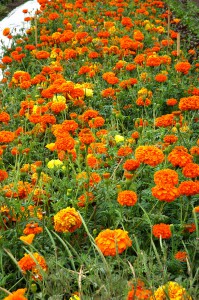 Esalen Garden