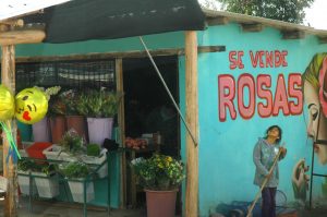 Town of Rosa - Ecuador is the largest importer of roses in the world.