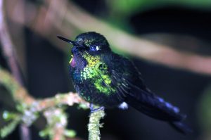 Guango Reserve with Blue Florescent Hummingbird.