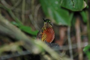 Guango Reserve Hummingbird - Orange colored!