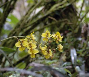 Orchids!