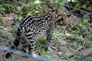 Animal Refuge for endangered animals like this Ocelot