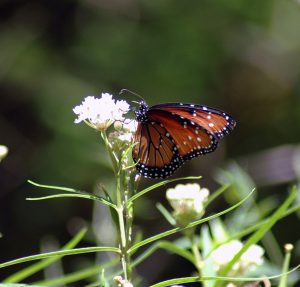 Monarch on a desert flower.