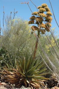 Century old cactus in full bloom!