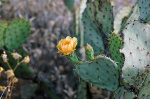 Desert Flower on her property.