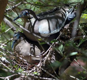 Sweet Doves nesting