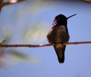 Hummingbird on a branch