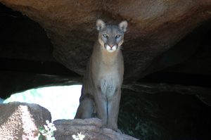 I have been photographing this beautiful Mt. Lion over the years at the Desert Museum.