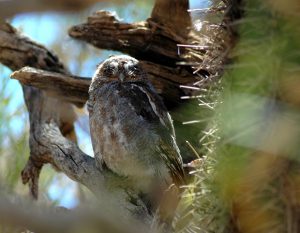 Owl in a Cactus.