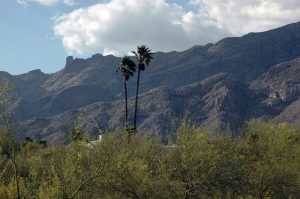 View of Tucson Mountains in front of Mom's house.