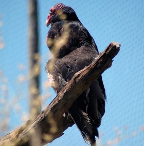 Vulture resting